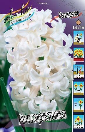 Купить оптом в Ботанике Гиацинт Антарктика 5 шт
