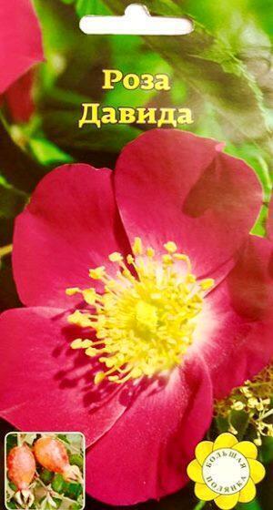 Купить оптом в Ботанике семена Роза Давида УУ бренд Урожай Удачи