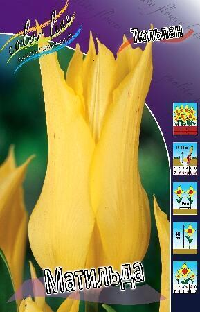 Купить оптом в Ботанике Тюльпан Матильда 10 шт