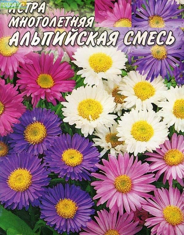 Купить оптом в Ботанике семена Астра Альпийская смесь Аэл бренд Аэлита