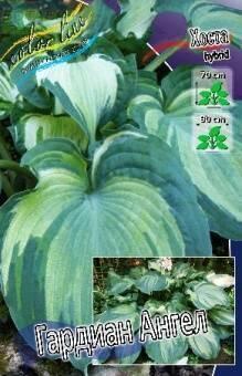 Купить оптом в Ботанике Хоста Гардиан Ангел 1 шт