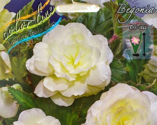 Купить оптом в Ботанике Бегония Вумми Крем 5 шт