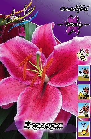 Купить оптом в Ботанике Лилия Корвара 7 шт