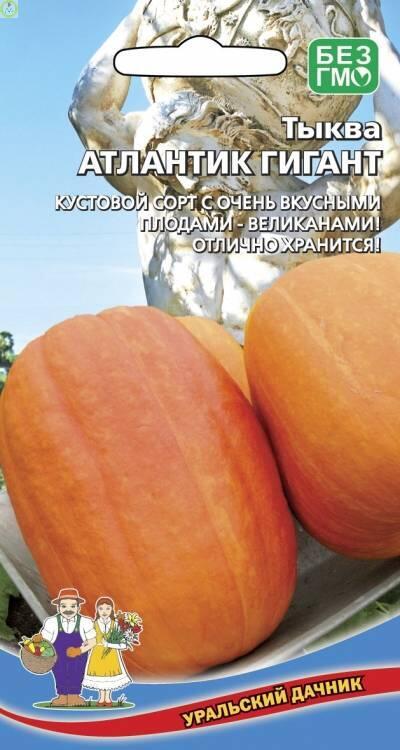 Купить оптом в Ботанике семена Тыква Атлантик Гигант УД бренд Уральский дачник