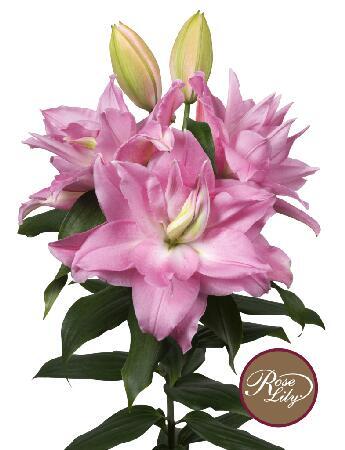 Купить оптом в Ботанике Лилия Эдита 5 шт