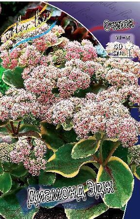 Купить оптом в Ботанике Очиток Диамонд Эдж 1 шт