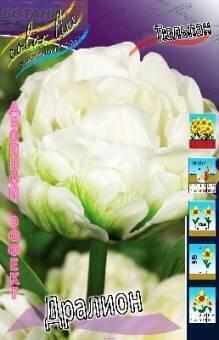 Купить оптом в Ботанике Тюльпан Дралион 5 шт