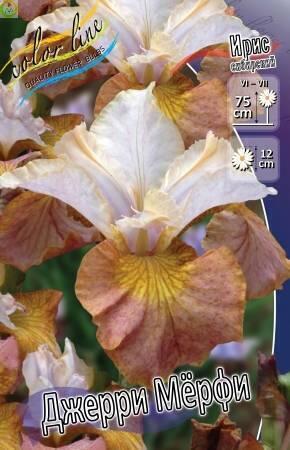 Купить оптом в Ботанике Ирис Джерри Мёрфи 1шт 