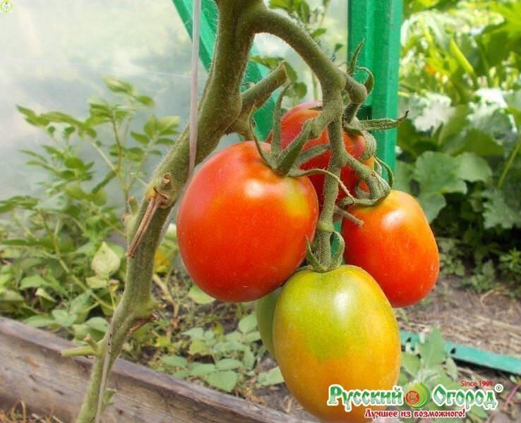 Купить оптом в Ботанике семена Томат Де Барао НК бренд НК