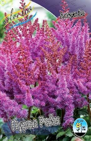 Купить оптом в Ботанике Астильба Пурпл Рейн 50шт