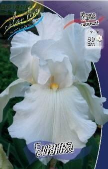 Купить оптом в Ботанике Ирис Бианка 1 шт