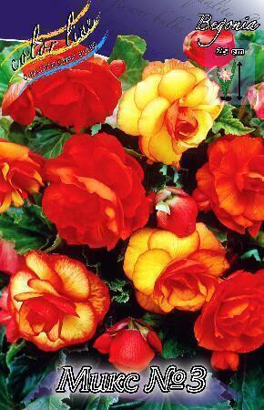 Купить оптом в Ботанике Бегония Микс №3 2 шт