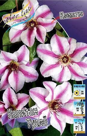Купить оптом в Ботанике Клематис Капитан Туллё 2 шт