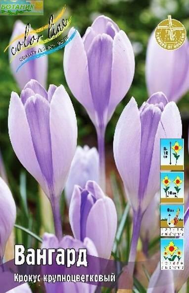 Купить оптом в Ботанике Крокус Вангард 8 шт 