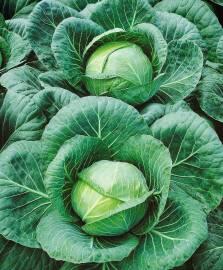 Советы по выращиванию капусты