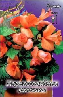 Купить оптом в Ботанике Бегония Нарциссовидная лососевая 2 шт