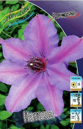 Купить оптом в Ботанике Клематис Наташа 2 шт