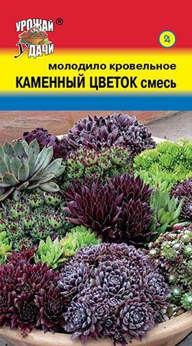 Купить оптом в Ботанике семена Молодило Каменный цветок УУ бренд Урожай Удачи