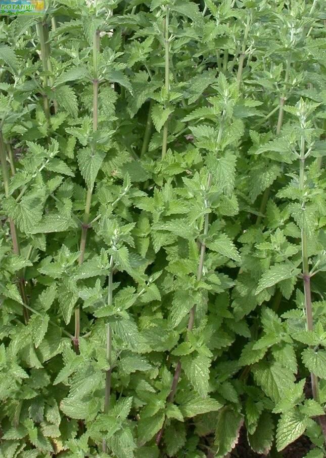 Купить оптом в Ботанике семена Котовник Кошачий бархат Аэл бренд Аэлита