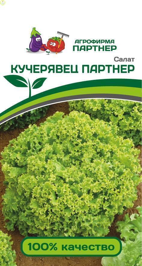 Купить оптом в Ботанике семена Салат Кучерявец Партнер Пар бренд Партнер