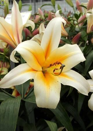 Купить оптом в Ботанике Лилия Хай Ти 25 шт