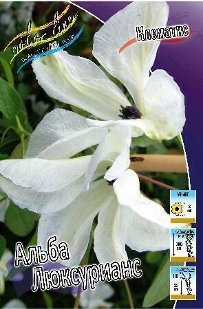 Купить оптом в Ботанике Клематис Алба Люксурианс 2 шт