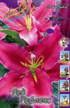 Купить оптом в Ботанике Лилия Ред Рефлекс 7 шт