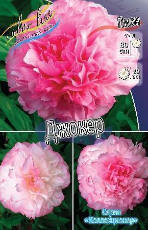 Купить оптом в Ботанике Пион Джокер 1 шт