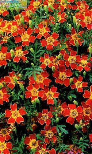 Купить оптом в Ботанике семена Бархатцы Паприка тонколистные 0,2г Н09 Наш бренд Наш сад