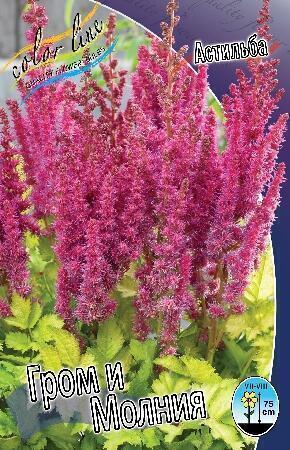 Купить оптом в Ботанике Астильба Гром и Молния 2 шт