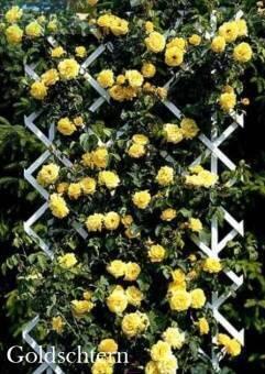 Купить оптом в Ботанике Роза Голдштерн 1 шт плетистая