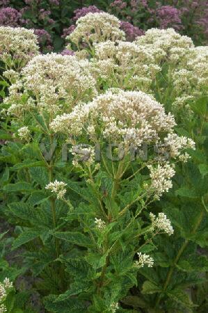 Купить оптом в Ботанике Посконник Сноуболл 1 шт