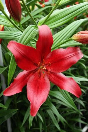 Купить оптом в Ботанике Лилия Серенгети 10 шт