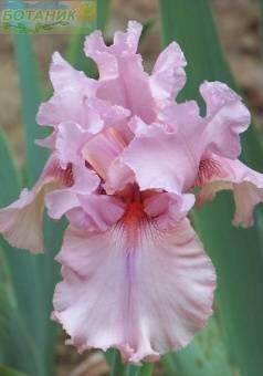 Купить оптом в Ботанике Ирис Блашинг Пинк 50 шт