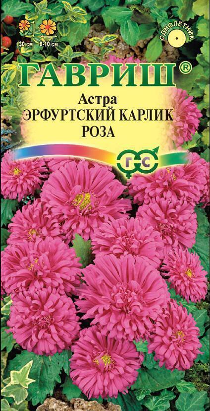 Купить оптом в Ботанике семена Астра Эрфуртский карлик Роза Гав бренд Гавриш