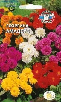 Купить оптом в Ботанике семена Георгина Амадеус смесь Сед бренд СеДеК