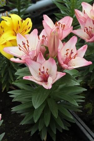 Купить оптом в Ботанике Лилия Конфетти Джой 25 шт