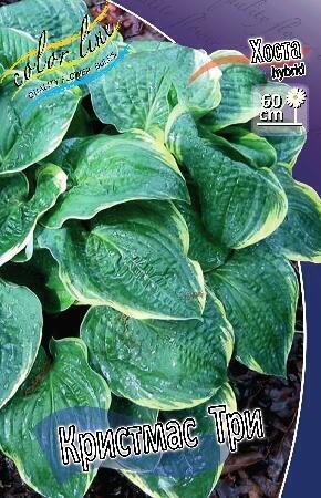 Купить оптом в Ботанике Хоста Кристмас Три 1 шт