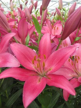 Купить оптом в Ботанике Лилия Эста Бонита 7 шт