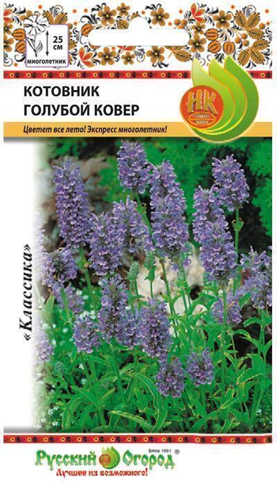 Купить оптом в Ботанике семена Котовник Голубой ковер НК бренд НК