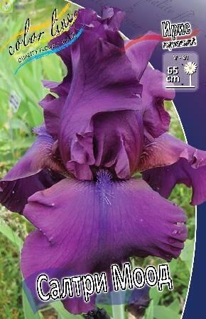 Купить оптом в Ботанике Ирис Салтри Моод 50 шт