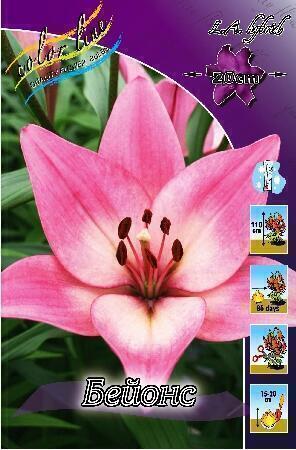 Купить оптом в Ботанике Лилия Бейонс 7 шт