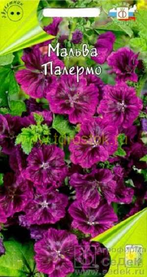 Купить оптом в Ботанике семена Мальва Палермо Сед бренд СеДеК