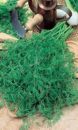 Купить оптом в Ботанике семена Укроп Супердукат ОЕ УД бренд Уральский дачник