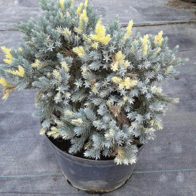 Купить оптом в Ботанике Можжевельник чешуйчатый Флориант P9