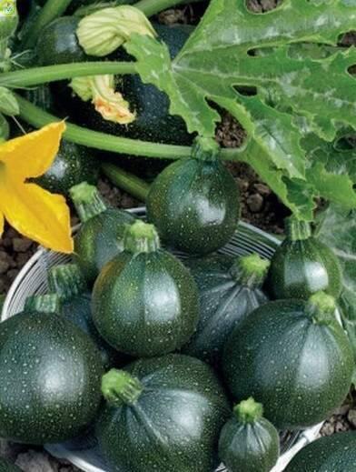 Купить оптом в Ботанике семена Кабачок Запеканка ЗС бренд Золотая сотка