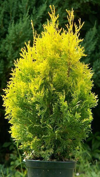 Купить оптом в Ботанике Туя западная Саллард P9