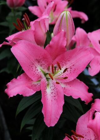 Купить оптом в Ботанике Лилия Тру Романс 5 шт