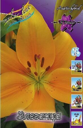 Купить оптом в Ботанике Лилия Элеганца 7 шт