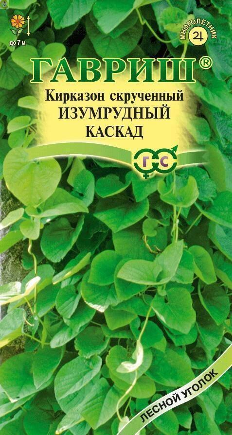 Купить оптом в Ботанике семена Кирказон Изумрудный каскад скученный Гав бренд Гавриш